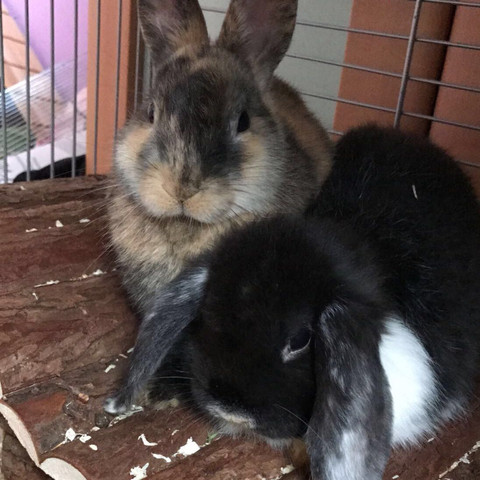 Namen Fur 2 Mannliche Kaninchen Tiere Haustiere Harry Potter