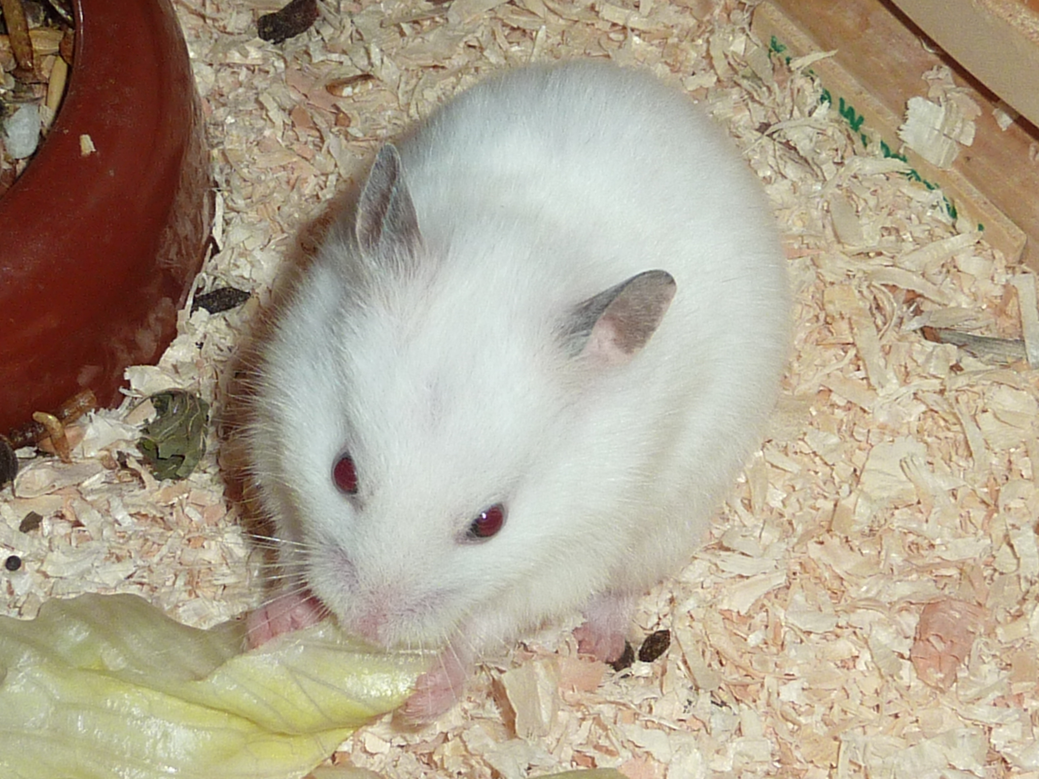 Namen für Hamster mädchen (Name) - 0 Original Namen für Hamster mädchen (Name) - 0 Original