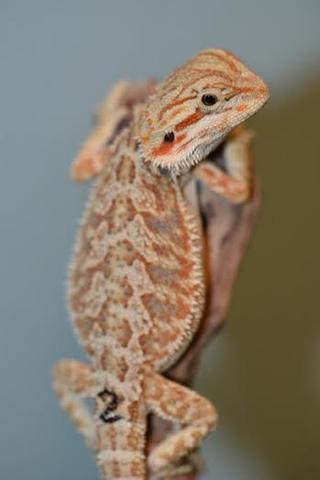 Das ist der kleine! - (Namen, Terrarium, Bartagame)