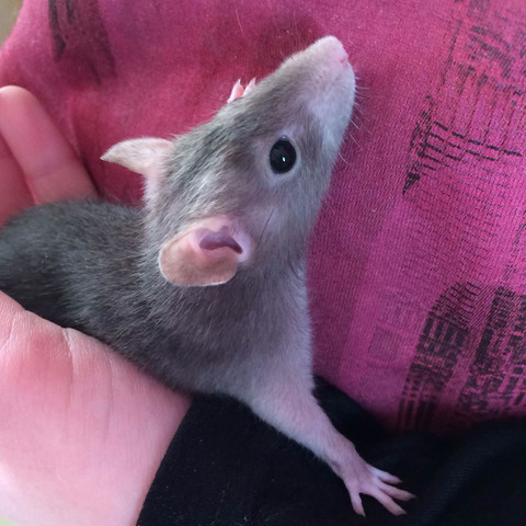 Ratte Nummer 2 :) - (Name, Ratten, name-gesucht)