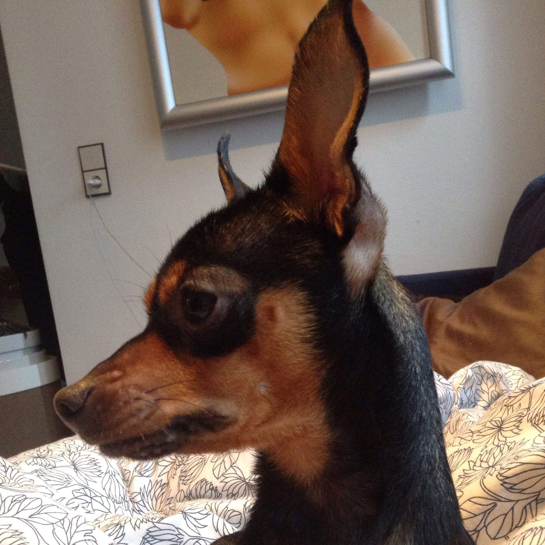Namen für Rehpinscher (Männchen) (Hund)