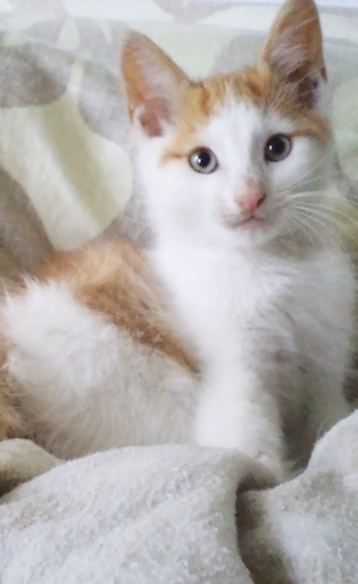 namen fur roten babykater katze