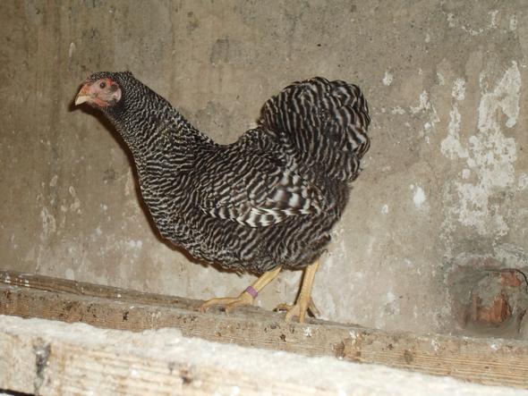 Auto dolly Auto dolly