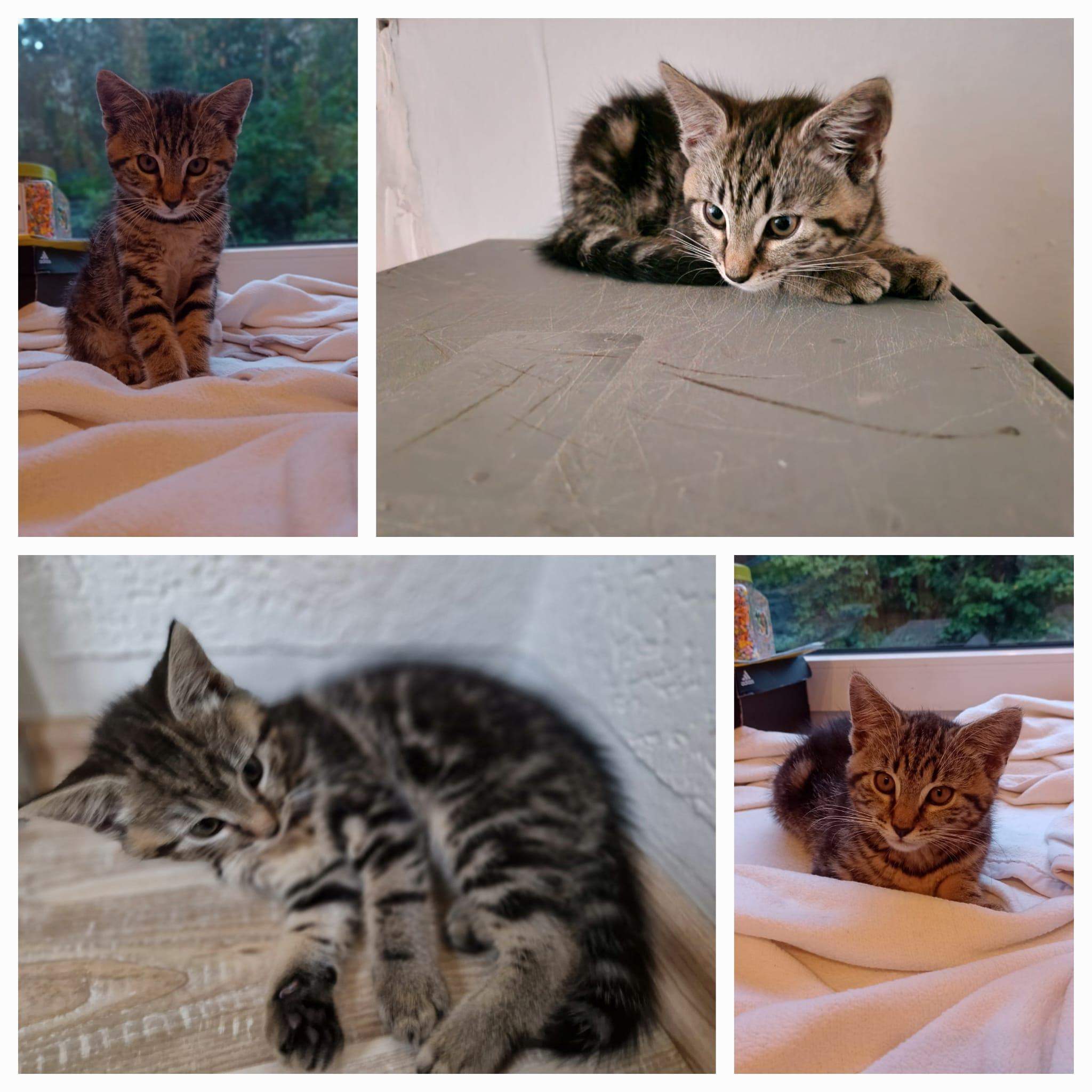 Namen Ideen für Kater? (Name, Katzenjunges, Namensgebung)