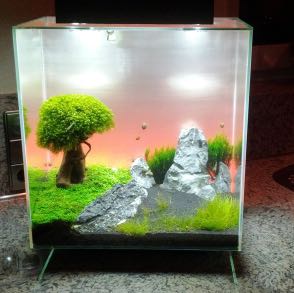 Nano Aquarium - was muss ich beachten? (Fische, Einrichtung)