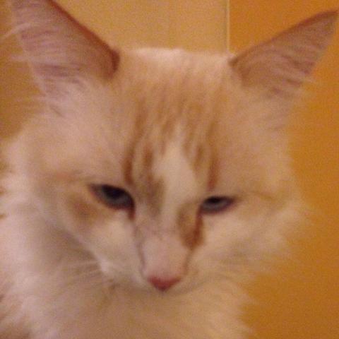 Nase meiner Katze stark geschwollen, was könnte es sein? (Krankheit ...