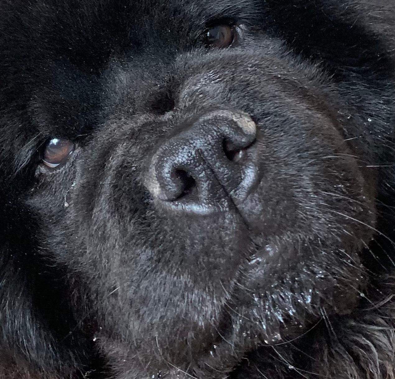 Nase seitlich trocken bei Hund? (Junghund)