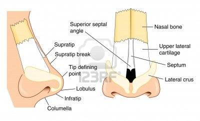 Nasenaufbau - (Schmerzen, Nase)