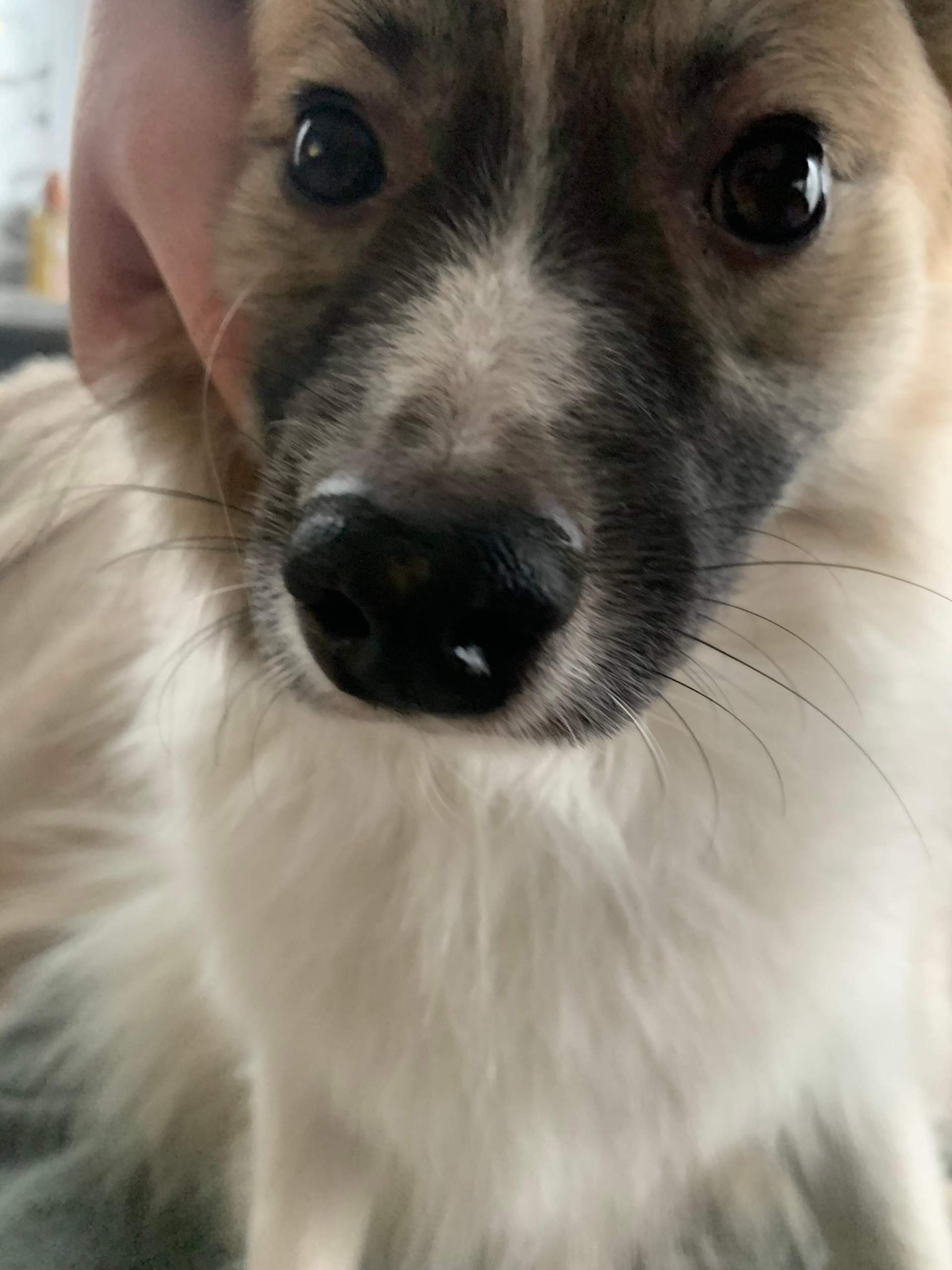 Nase von Hund oben rau? (trocken, nass, fleckig)
