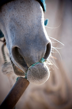 eine Nasenbremse - (Tiere, Pferd, Nasenbremse)
