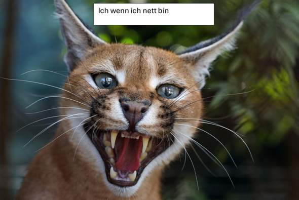 Bild zum Beitrag