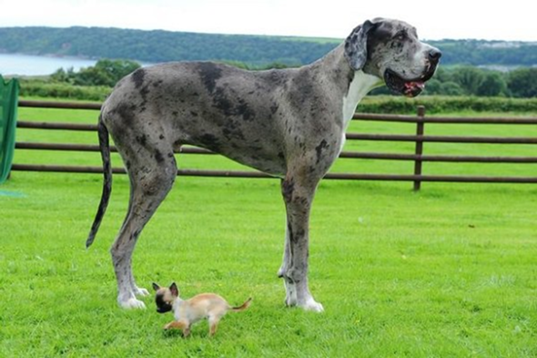 Nehmen sehr große Hunde sehr kleine Hunde überhaupt als Artgenossen