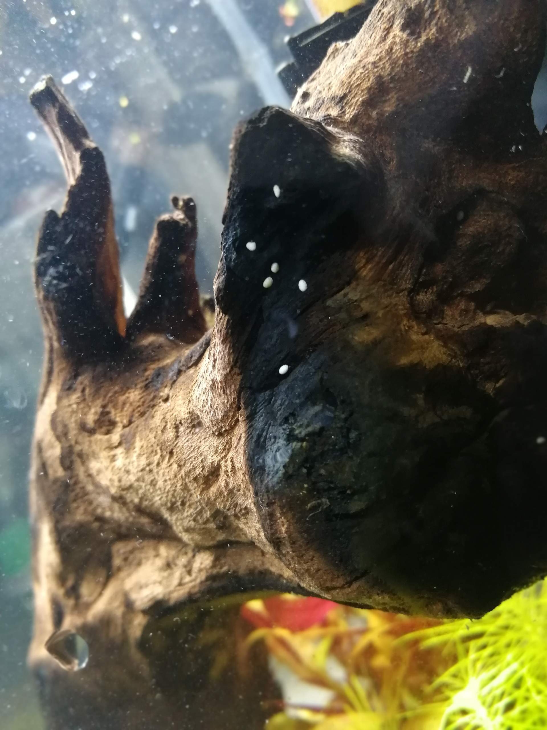 Neocaridina davidi Eier? Aquaristik, Aquascaping)