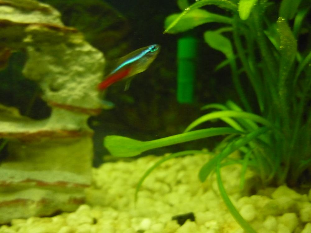 Neon (Fisch) kriegt Babys? (schwanger, Baby, Fische)
