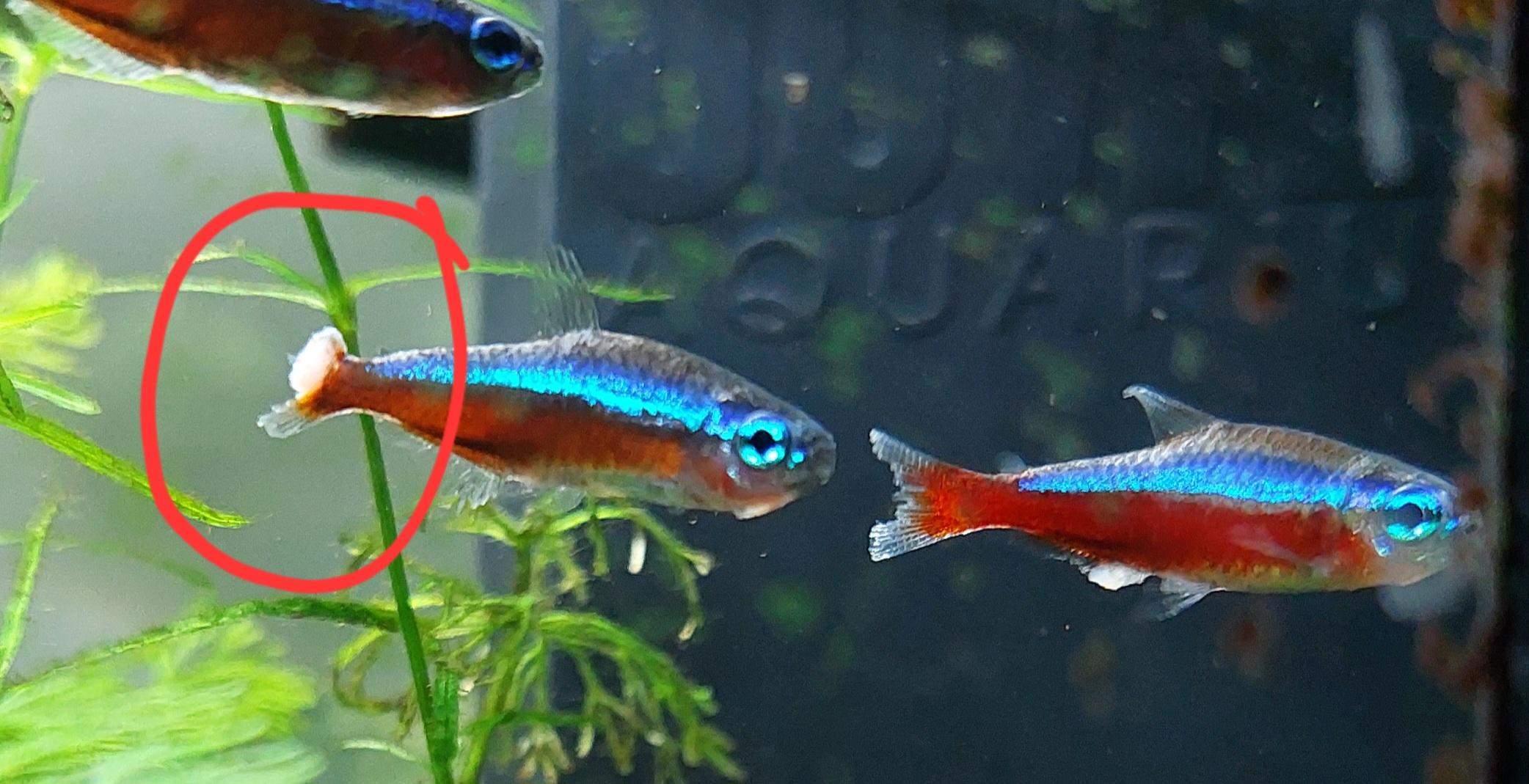 Neon Fisch Rückflosse komisch? (Krankheit, Wasser, Aquarium)