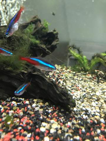 Neon-Fisch schwimmt senkrecht im Aquarium was tun?