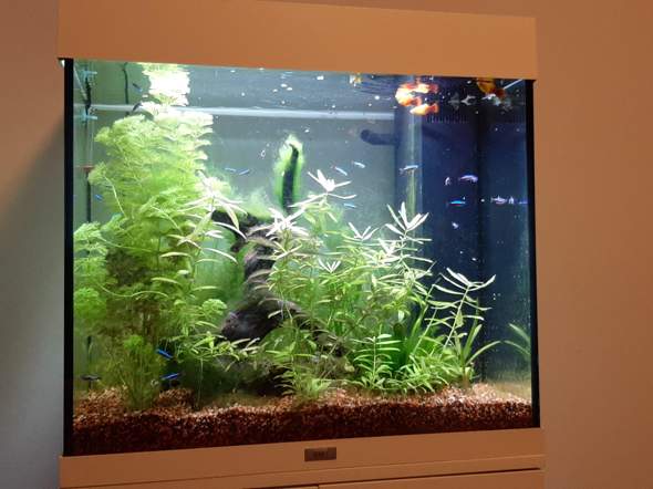 Neon haben weiße Punkte? (Aquarium, Aquaristik, Aquariumfische)