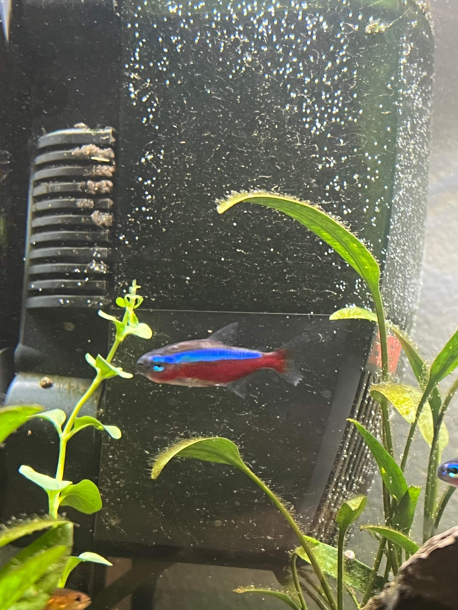 Neon mit Flossenfäule? (Aquarium, Aquaristik, Aquariumfische)