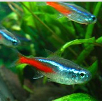 .....
- (Tiere, Pflege, Fische)