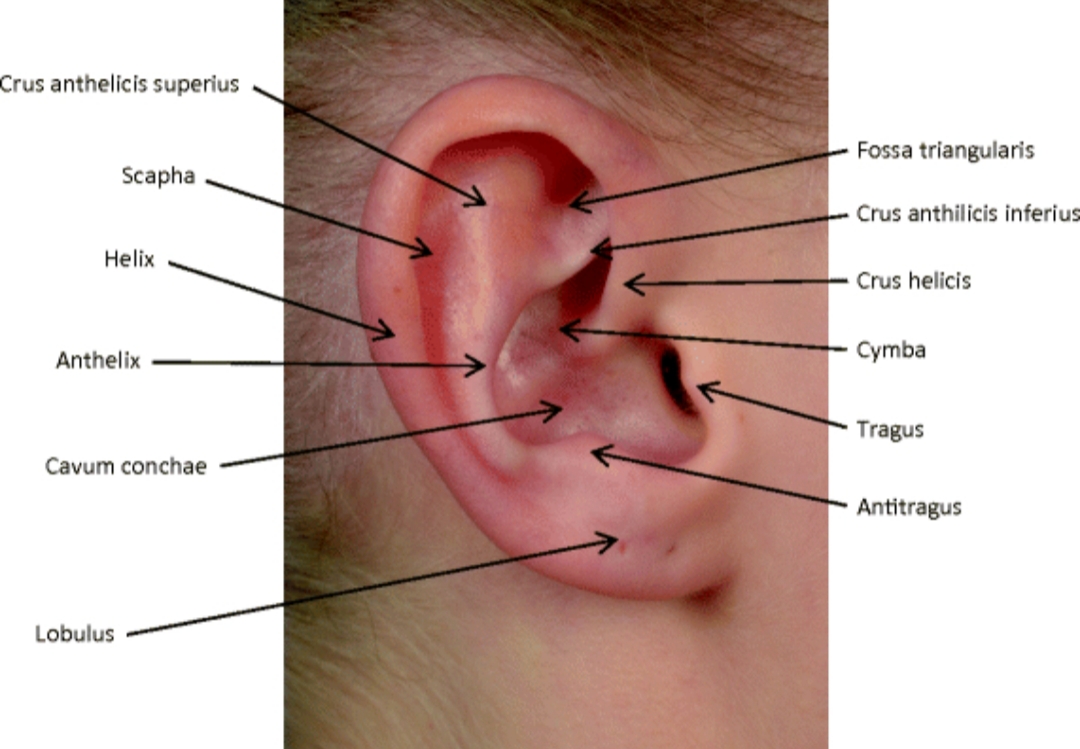 Nerven Sichtbar Gesundheit Und Medizin Piercing Ohr