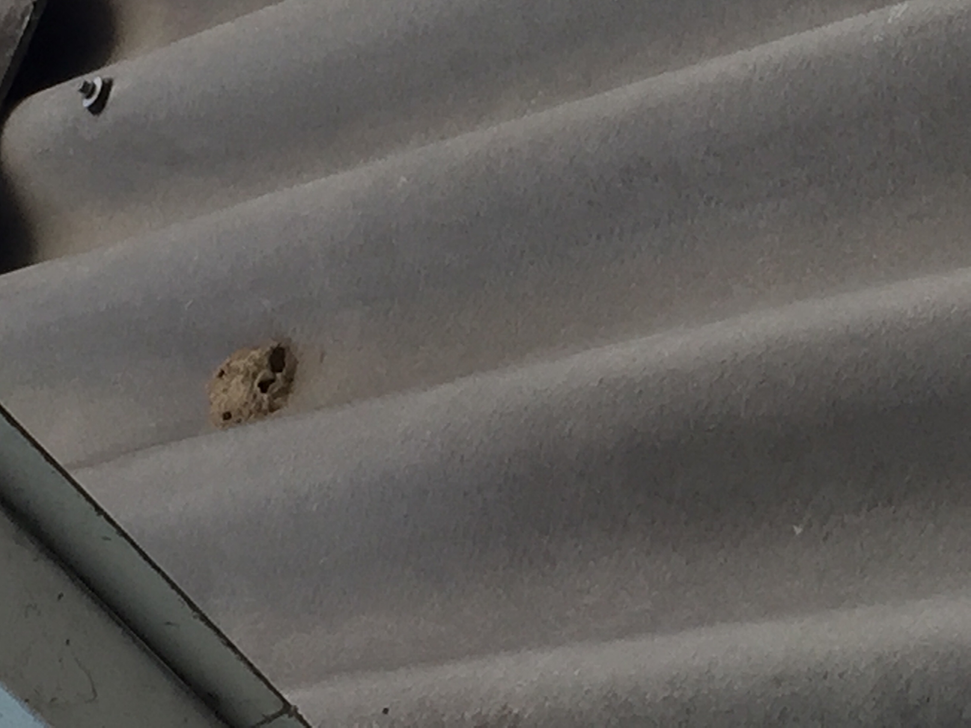 Nest an der wand (insekten)