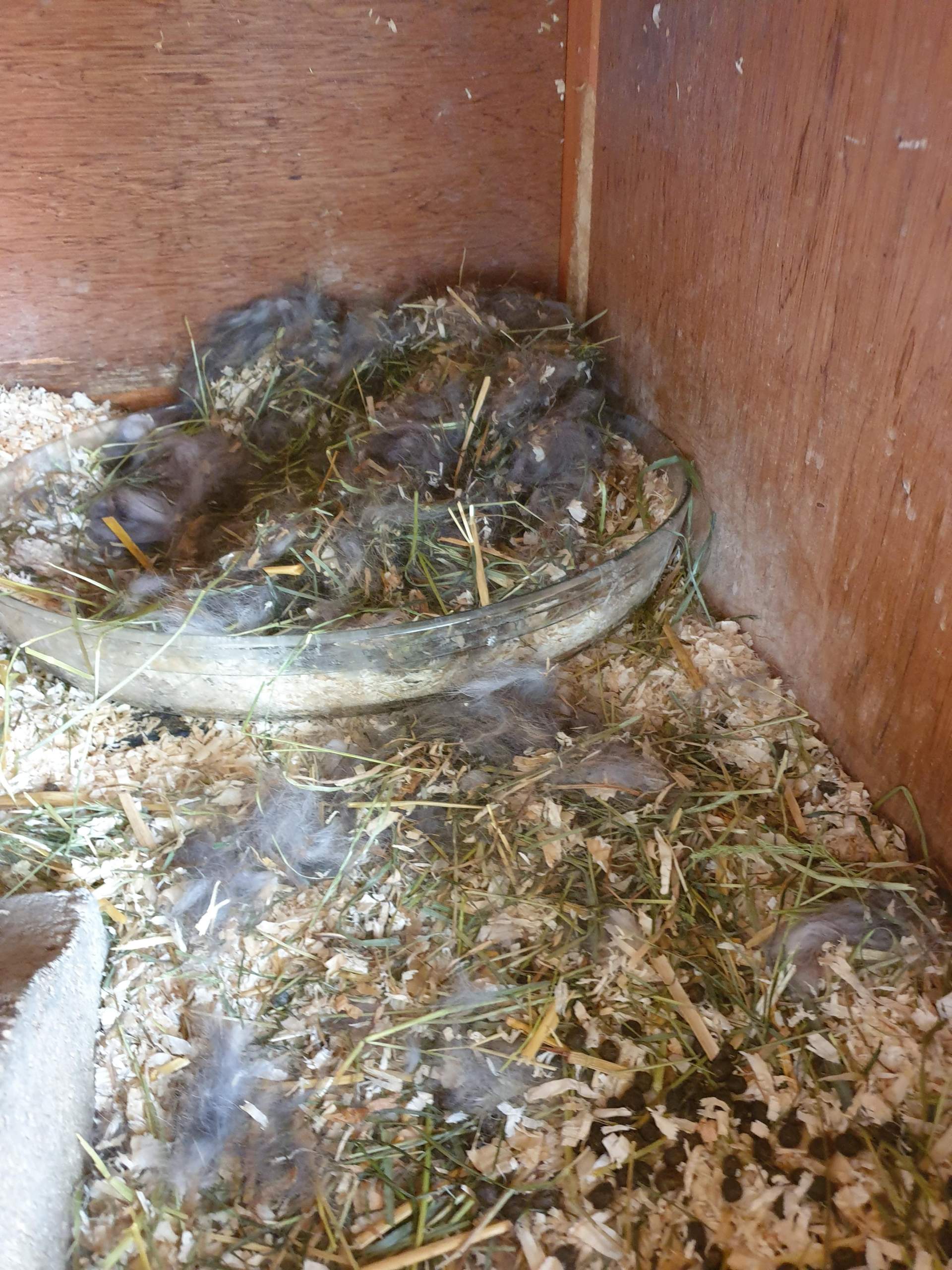 Nest von Kaninchen entfernen? (Tiere, scheinschwangerschaft)