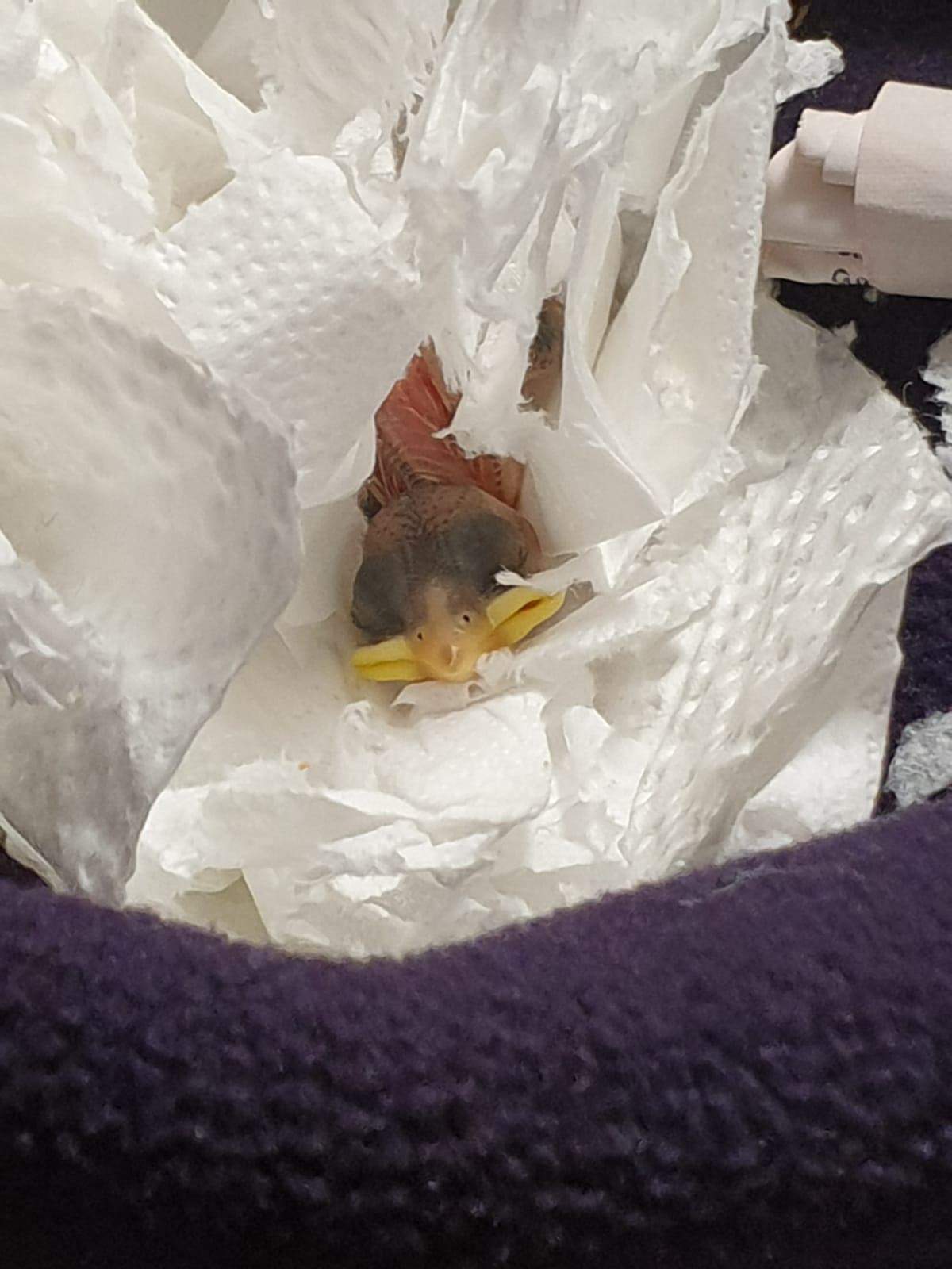 Nestling aufziehen? (Tiere, Vögel)