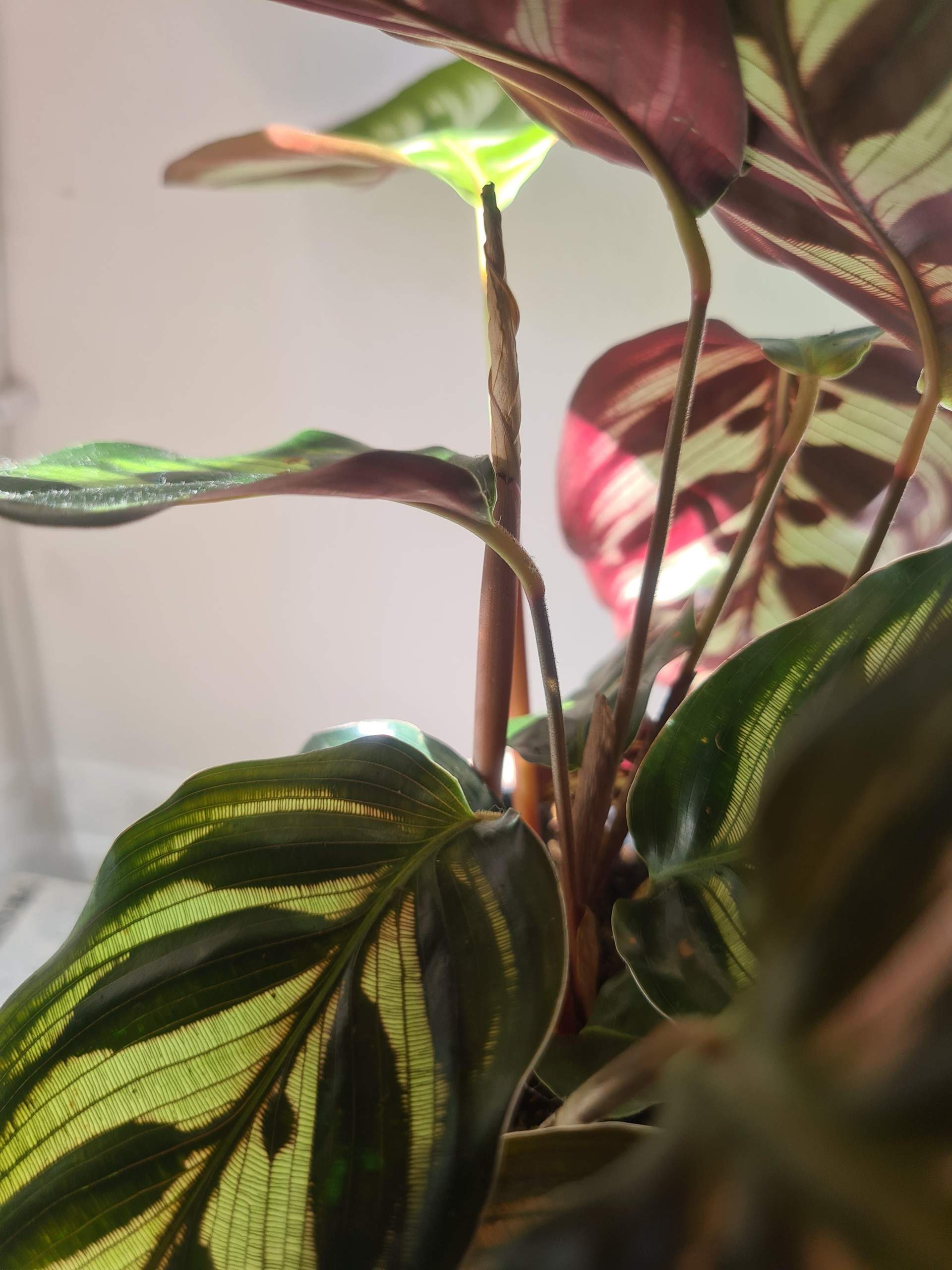 Neue Calathea Bltter schimmeln/trocknen? (Pflanzenpflege, Zimmerpflanzen,  Pflanzenkrankheit)