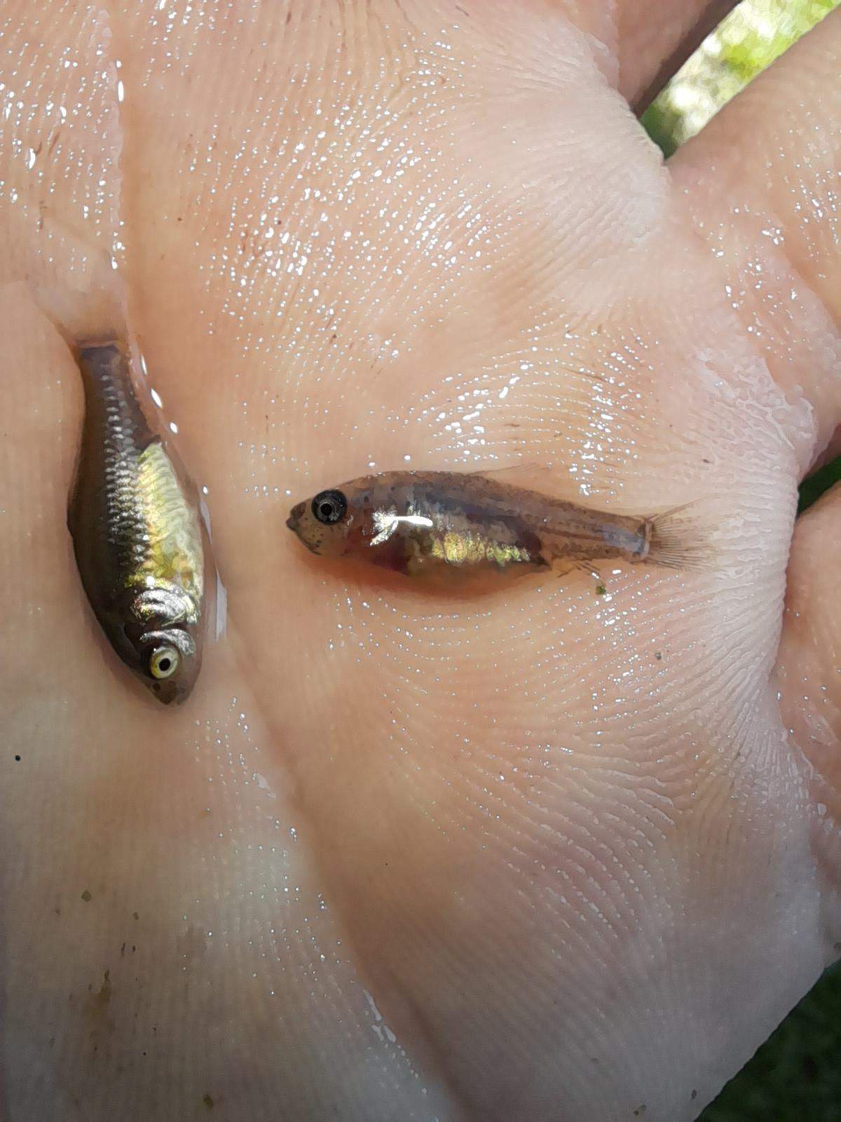 Neue Farbvariante Goldfische? (Biologie, Natur, Fische)