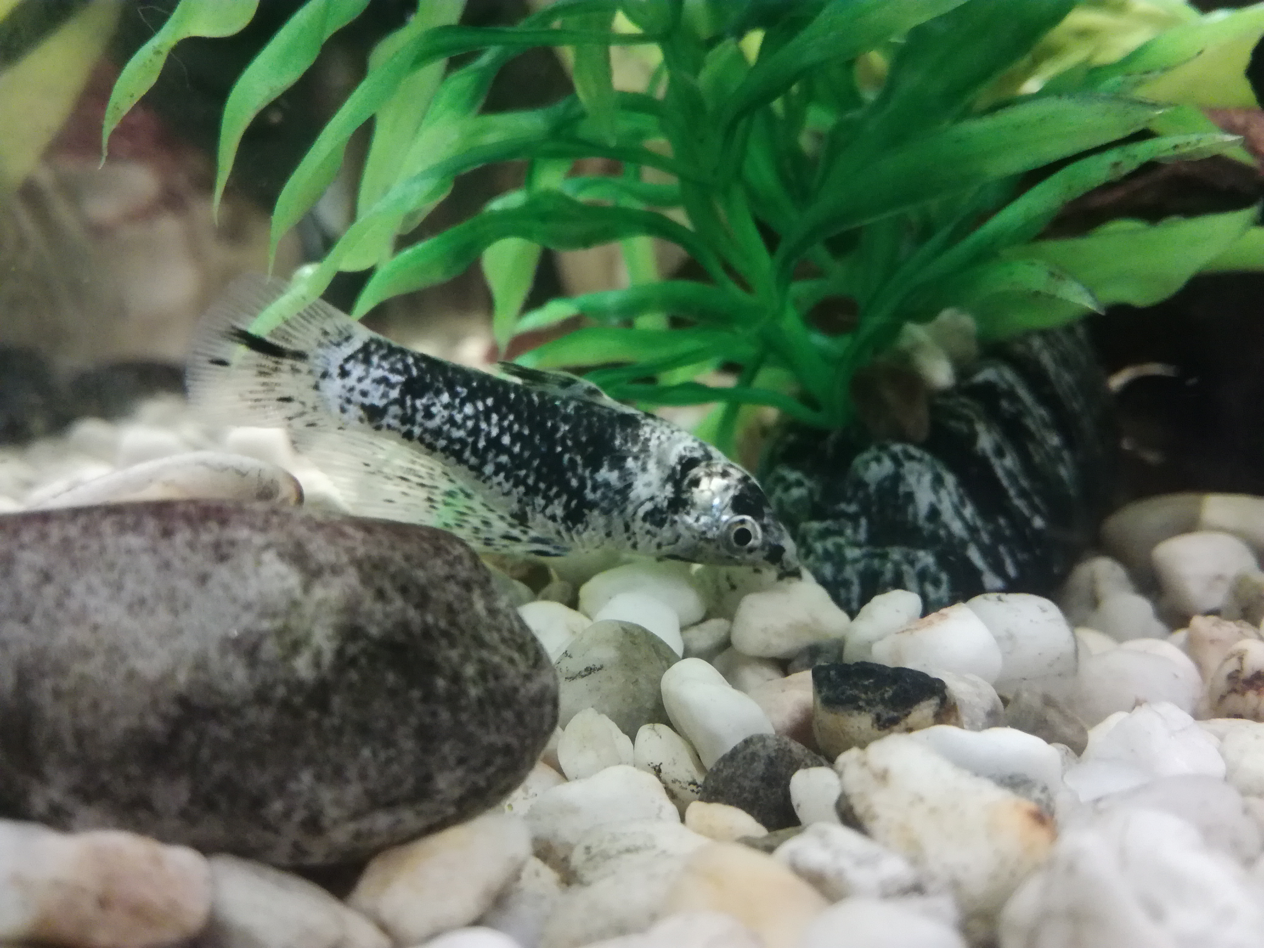 Neue Fische gekauft einer schwimmt/liegt auf dem Boden. Kann das sein das der Fisch stirbt