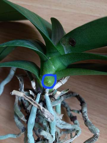 Neuer Blütentrieb oder Wurzel bei Orchidee?