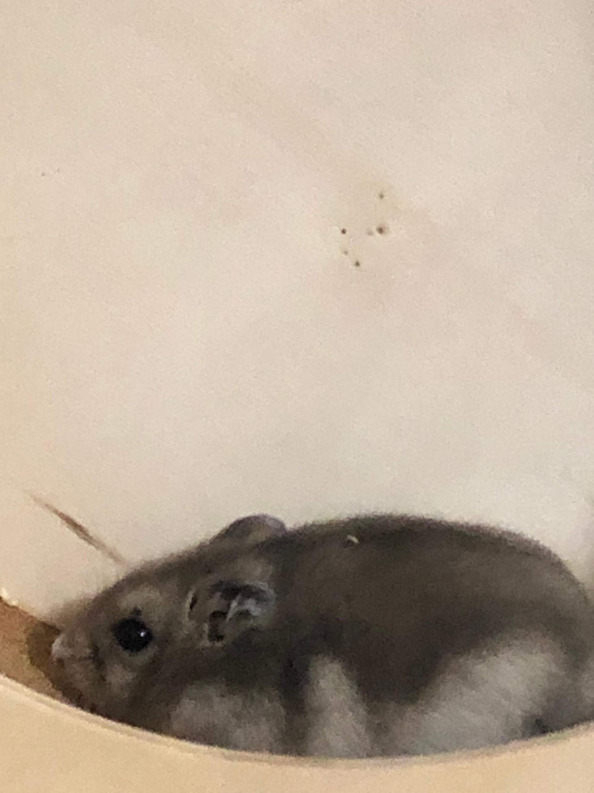 Hamster Kann Nicht Mehr Richtig Laufen Neuer Hamster bewegt sich nicht mehr? (Tiere)