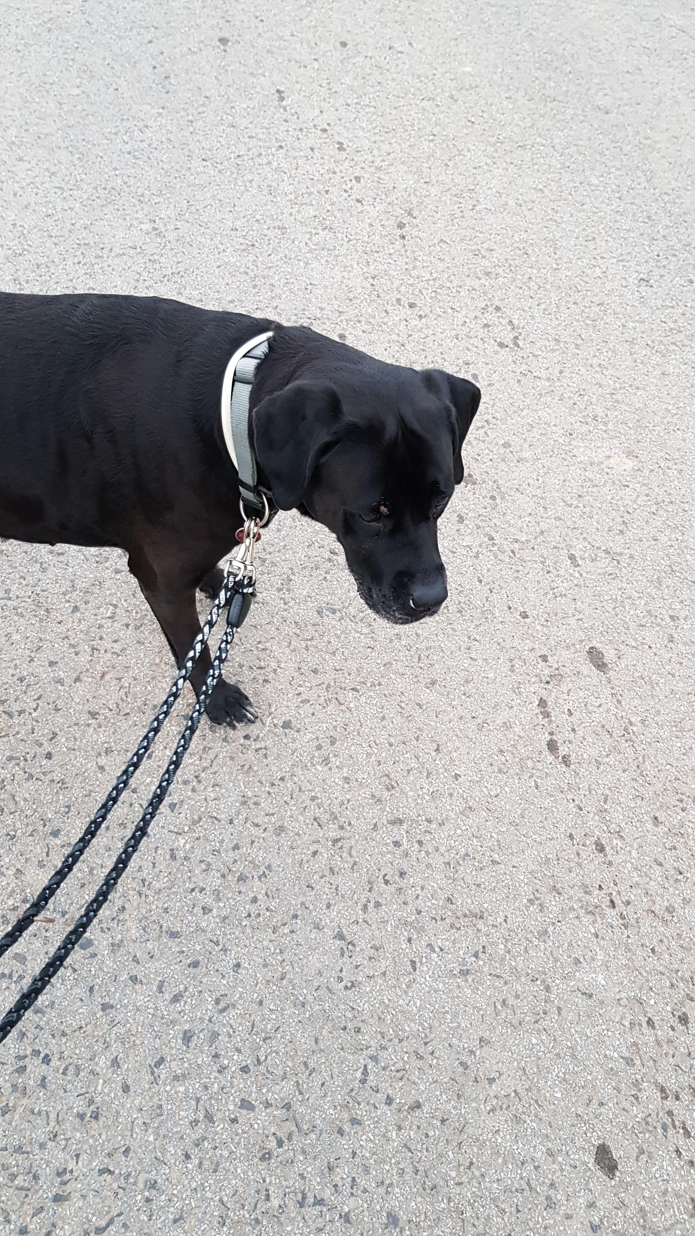 neuer hund lost schlechtes gefuhl aus haustiere tod gewissen