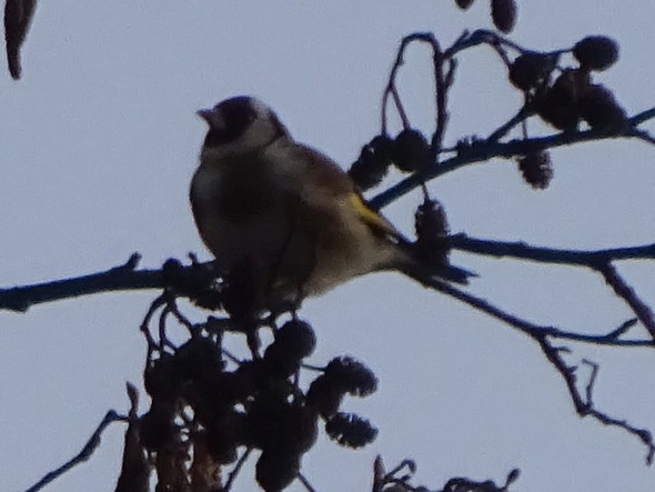 30-fach Zoom, leider trotzdem schlecht - (Natur, Vögel)