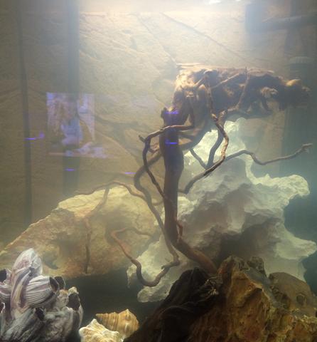 - (Wasser, Aquarium, Bakterien)