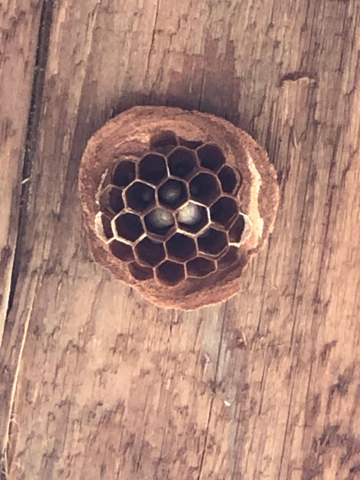 Neues Bienen Nest sicher entferen?