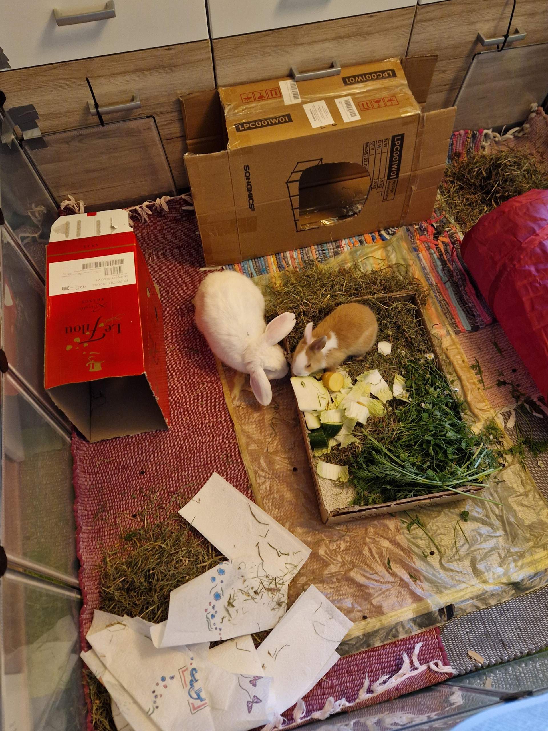Kaninchen Frisst Nicht Und Sitzt Nur In Der Ecke