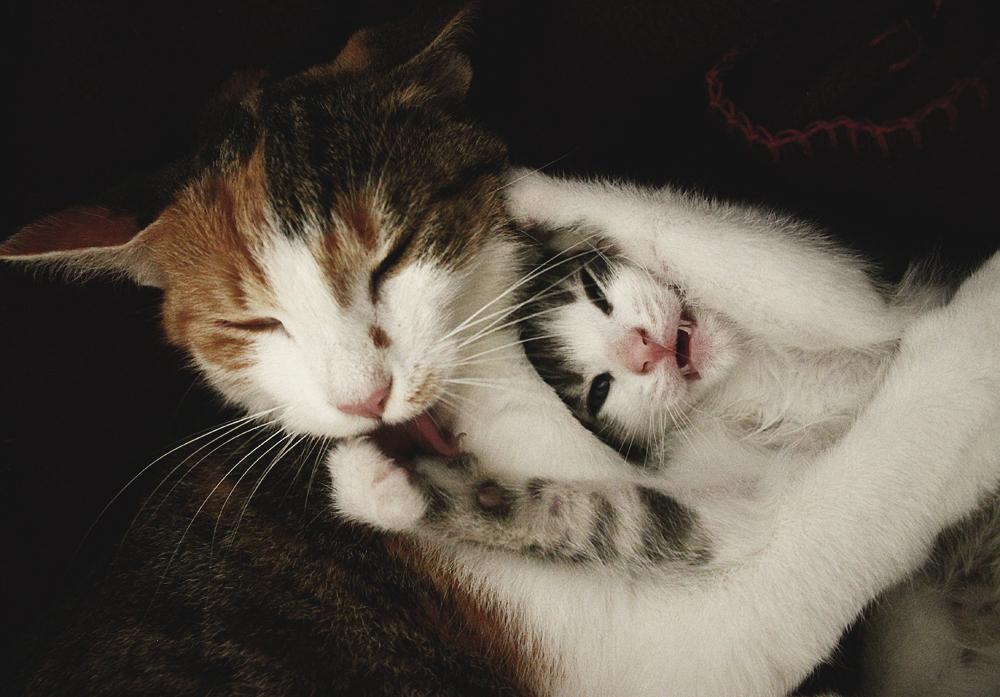 Kostenlose Katzen Spiele Kostenlose Katzen Spiele