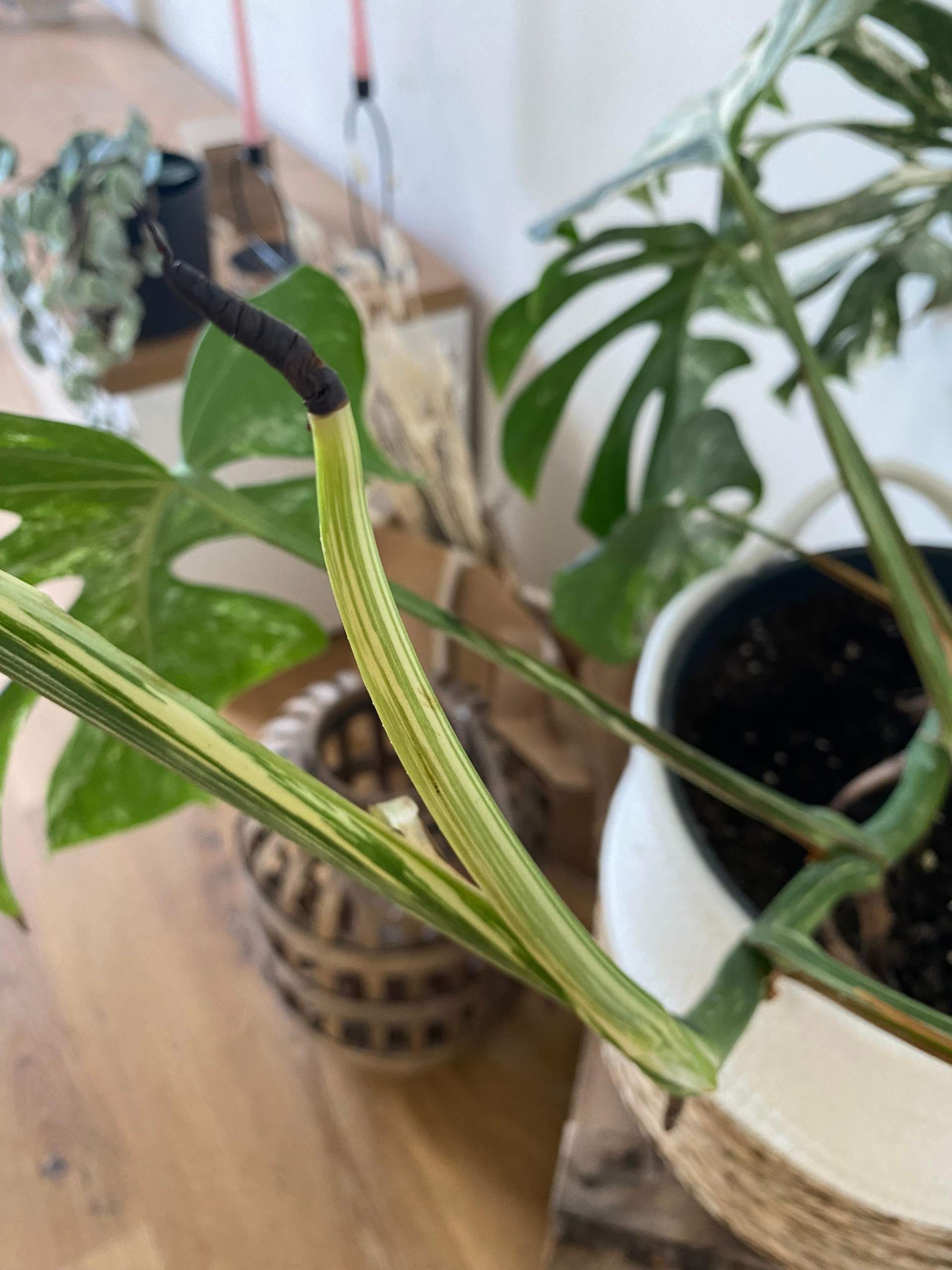 guttation philodendron Philodendron Green Princess | Houseplant