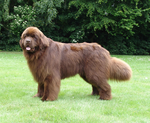 Neufundländer oder Leonberger in Wohnung? (Tiere, Hund, Haltung)