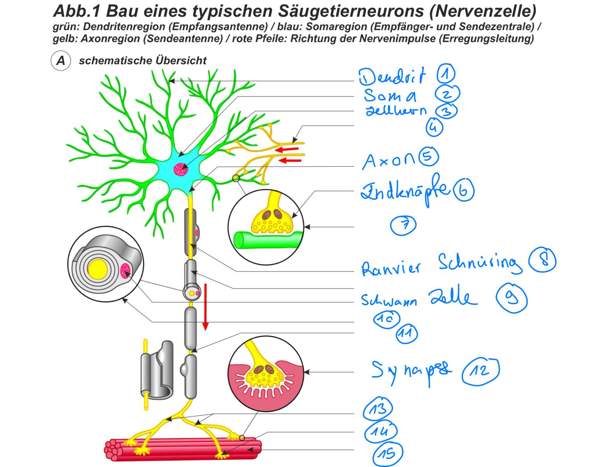 Bild zum Beitrag