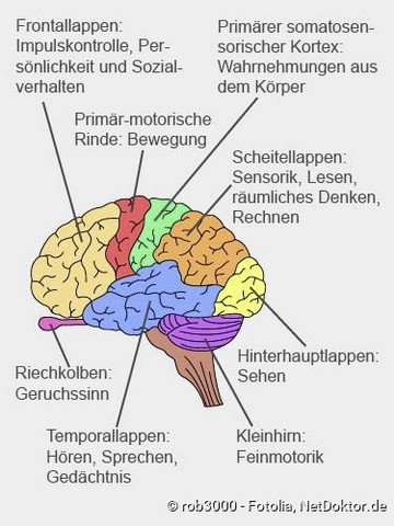 Neurologie Mythos Der Zwei Gehirnhalften Psychologie Gehirn Neurobiologie