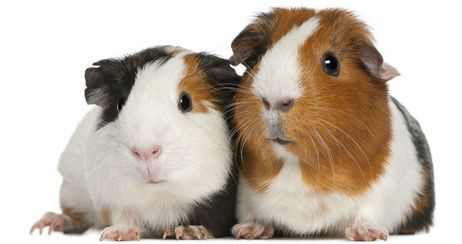 Neutrale Meerschweinchennamen Haustiere Namen Meerschweinchen