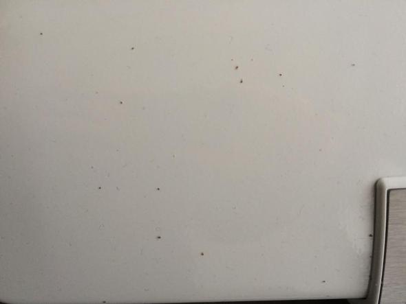 Nicht Identifizierbare Tierchen Im Bad Hilfe Tiere Wohnung