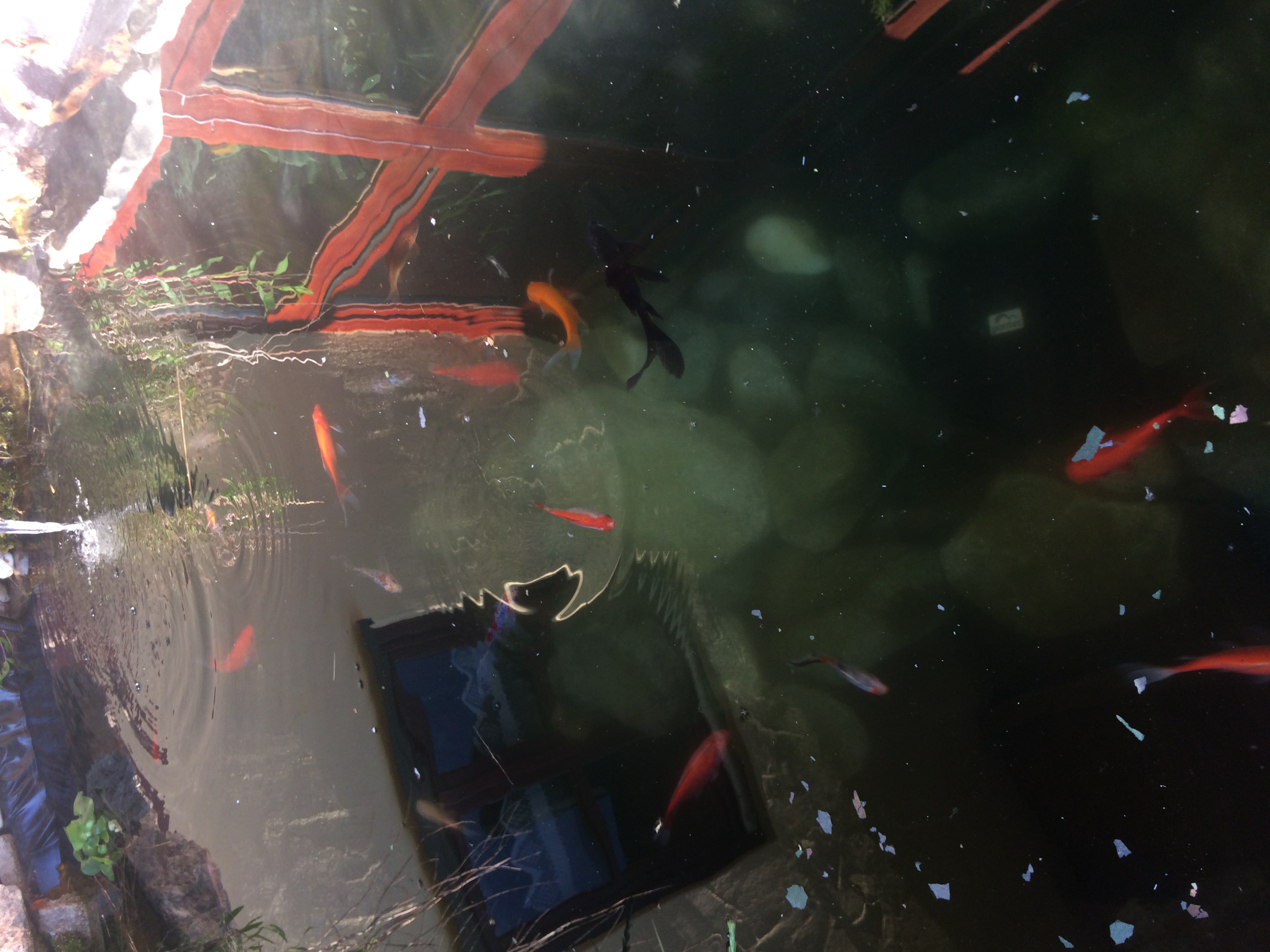 Nie nachwuchs im teich? (Tiere, Fische, Goldfische)