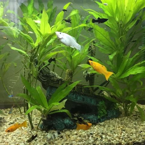Mein Aquarium - (Aquarium, 60l, Nitritfilter)