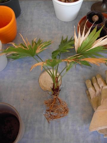 Noch ne Pflanzenfrage: Palme mit angefaulten Wurzeln...