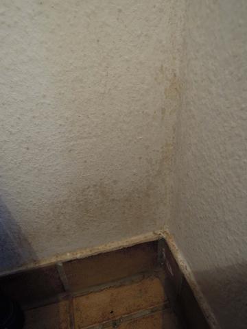 nochmal ist das schimmel an meiner tapete