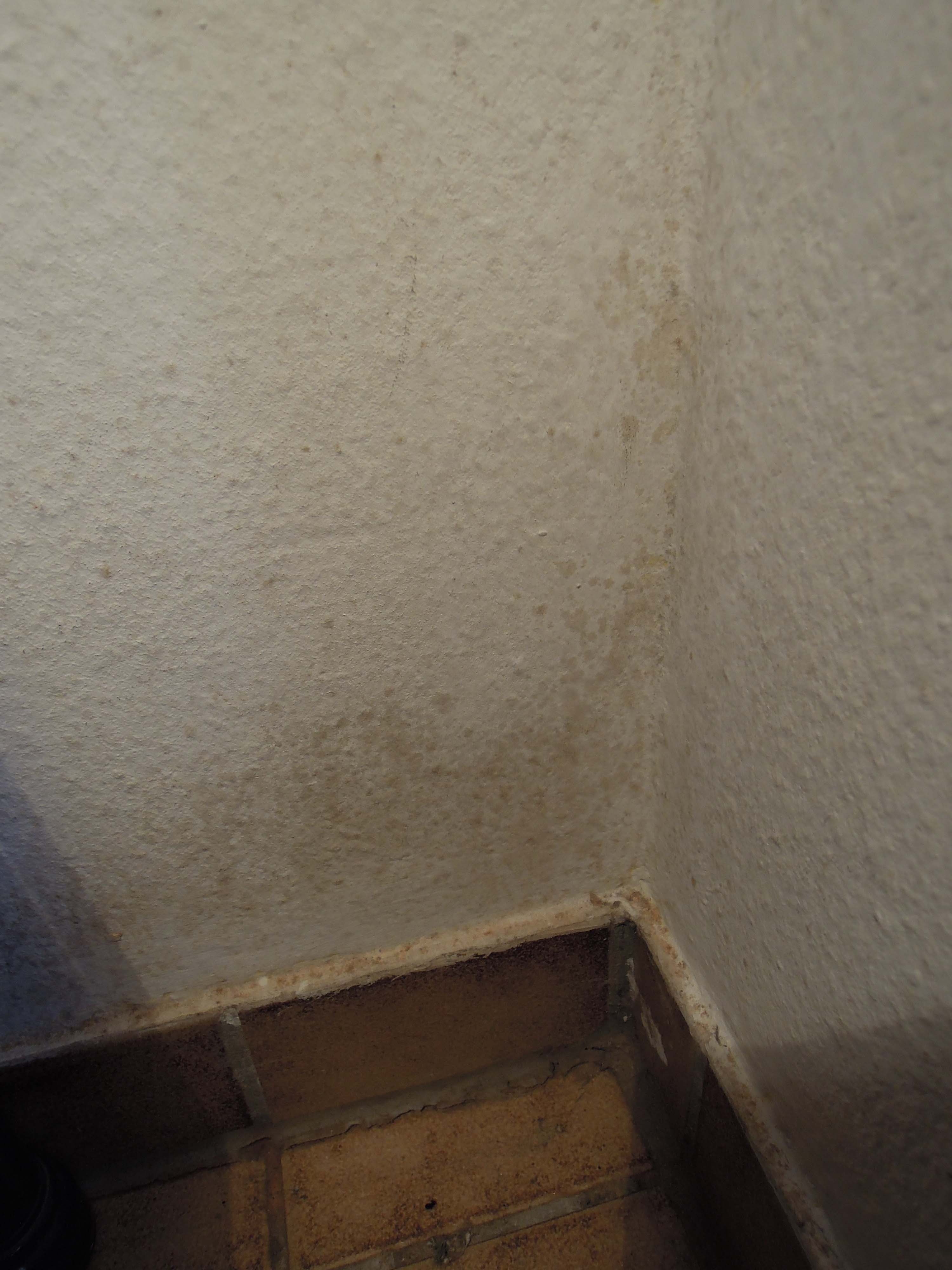 nochmal ist das schimmel an meiner tapete