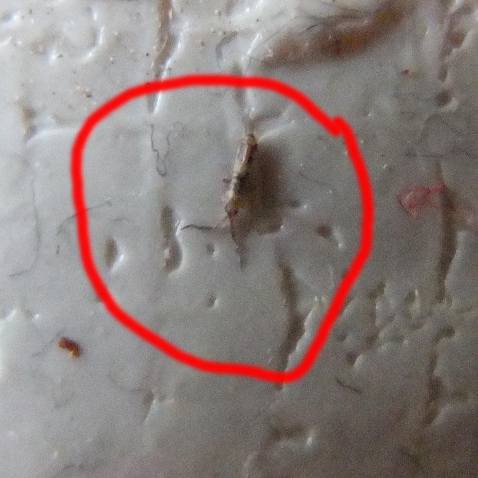 33 Best Images Ohrenkneifer Im Haus : Quartier für nützliche Ohrwürmer - YouTube 33 Best Images Ohrenkneifer Im Haus : Quartier für nützliche Ohrwürmer - YouTube